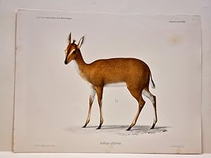 Antilope altifrons. Altkolorierte Lithographie aus: *Naturwissenschaftliche Reise nach Mossambiqu...