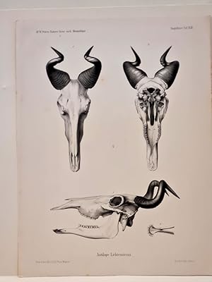 Bild des Verkufers fr Antilope Lichtensteinii: Schdel: Lithographie aus: *Naturwissenschaftliche Reise nach Mossambique auf Befehl seiner Majestt des Knigs Friedrich Wilhelm IV. in den Jahren 1842 bis 1848*. zum Verkauf von Antiquariat Friederichsen