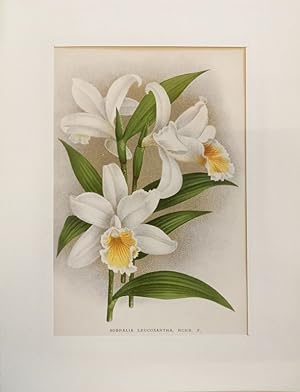 Sobralia leucoxantha, Rchb. F. Farblithographie von Pieter Joseph de Pannemaeker.
