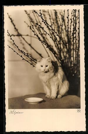 Bild des Verkufers fr Ansichtskarte Weisse Katze unter Strauss mit Weidenktzchen zum Verkauf von Bartko-Reher