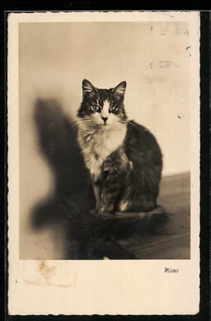 Seller image for Ansichtskarte Mieze, Katze auf einem Tisch for sale by Bartko-Reher