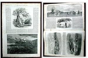 The Illustrated London News Supplement to no 841 of January 24, 1857. (includes Sketches in Austr...