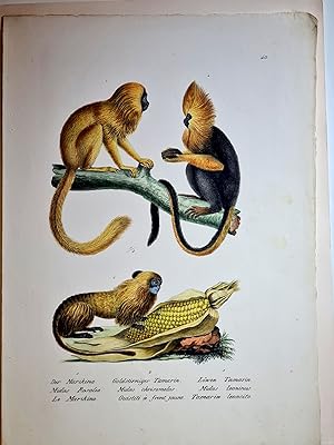 Der Marikina / Goldstirniger Tamarin / Löwen Tamarin. Altkolorierte Lithographie aus Schinz: *Nat...