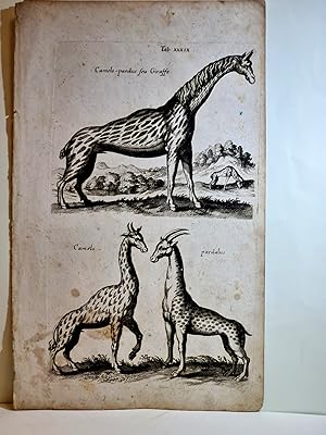 Camelo pardus seu Giraffe / Camelo / pardalus. Kupferstich aus: *Historiae Naturalis De Quadrupet...