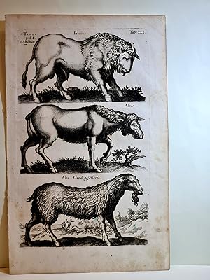 Peonius / Alces / Elend geschlecht. Kupferstich aus: *Historiae Naturalis De Quadrupetibus Libri.*