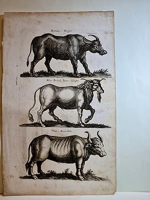 Bubalus, Büffel / Alius Bubal, Taurus Sylvester / Urus, Auer-Ochs. Kupferstich aus: *Historiae Na...
