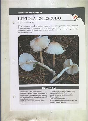 Seller image for Bolets ficha 071: Lepiota en escudo (Lepiota elypeolaria) for sale by EL BOLETIN
