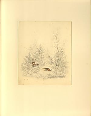 [An Album of sixteen water colour and pencil drawings of game birds]