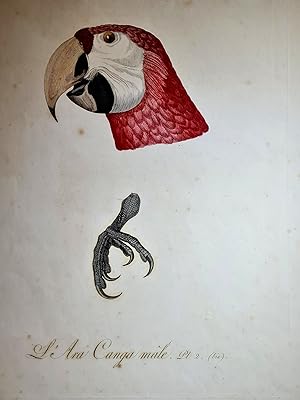 Seller image for L Ara Canga male, pl. 2. Altkolorierter Kupferstich aus: *Histoire Naturelle des Perroquets*, Paris, 1801 - 1805. Gedruckt auf strkerem Papier. for sale by Antiquariat Friederichsen