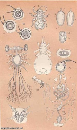 Immagine del venditore per The Melophagus, or Sheep-Tick. An original uncommon article from the Intellectual Observer, 1863. venduto da Cosmo Books