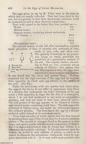 Image du vendeur pour The Eggs of The Mexican Insect of Corixa Mercenaria. An original uncommon article from the Intellectual Observer, 1867. mis en vente par Cosmo Books