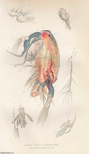 Seller image for The British Oceanic Entomostraca. An original uncommon article from the Intellectual Observer, 1865. for sale by Cosmo Books