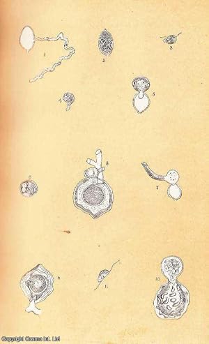 Bild des Verkufers fr On The Resting-Spores of Certain Fungi. An original uncommon article from the Intellectual Observer, 1864. zum Verkauf von Cosmo Books