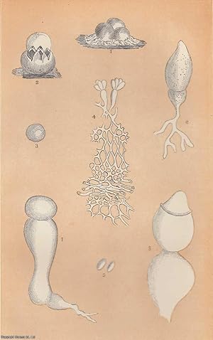 Bild des Verkufers fr Vegetable Mortars. An original uncommon article from the Intellectual Observer, 1864. zum Verkauf von Cosmo Books