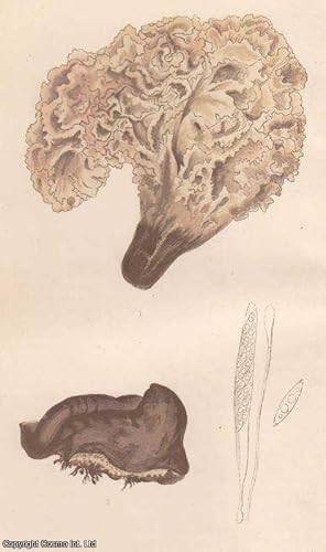 Bild des Verkufers fr A New British Fungus. An original uncommon article from the Intellectual Observer, 1864. zum Verkauf von Cosmo Books