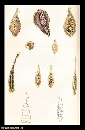 Image du vendeur pour Snail-Leeches, with a Monograph of The British Species. An original uncommon article from the Intellectual Observer, 1865. mis en vente par Cosmo Books