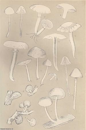 Bild des Verkufers fr Notes on Fungi: Ferruginous-Spored Agarics. An original uncommon article from the Intellectual Observer, 1866. zum Verkauf von Cosmo Books