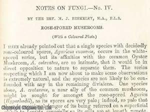 Imagen del vendedor de Notes on Fungi: Rose-Spored Mushrooms. An original uncommon article from the Intellectual Observer, 1865. a la venta por Cosmo Books