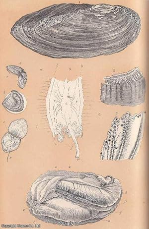 Imagen del vendedor de The Swan-Mussel and its Anatomy. An original uncommon article from the Intellectual Observer, 1864. a la venta por Cosmo Books