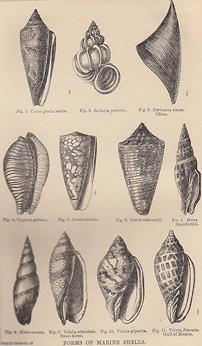 Seller image for The Form, Growth, & Construction of Shells. An original uncommon article from the Intellectual Observer, 1867. for sale by Cosmo Books