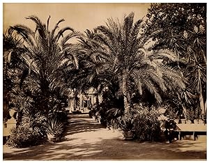 Italie, Palermo, Orto Botanico, Viale delle Palme