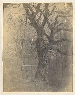 Bild des Verkufers fr Diot. France, Etude d'arbre zum Verkauf von photovintagefrance