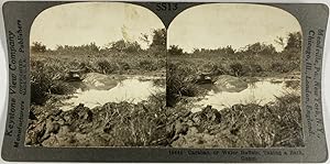 Keystone, Philippines, Guam, Giza, stereo, Carabao or Water Buffalo taking a bath, ca.1900