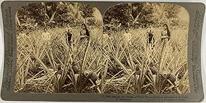 Underwood, Porto Rico, Mayaguez, stereo, Delicious pineapple in the fields, 1899