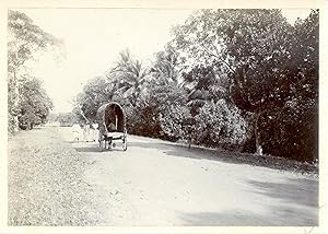 Sri Lanka, Colombo, transport, charrette