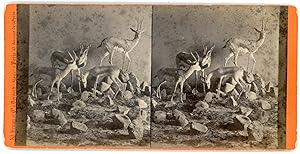 Stereo, étude artistique, des antilopes