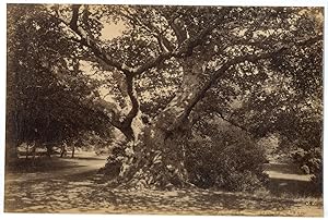 J.V, England, Burham beeches