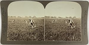 William H. Rau, Palestine, stereo, Plains of Sharon, Gathering the "Roses of Sharon, 1908