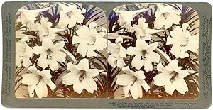 Stereo, fleurs de Lys