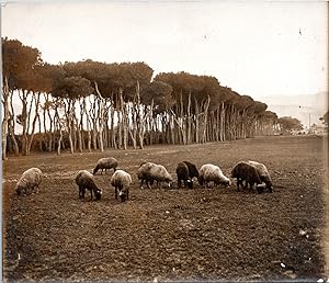 Liban, des moutons, forêt de pins près de Beyrouth