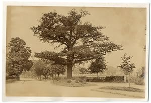 England, Leamington spa, Midland oak