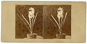 Stereo, étude artistique, une jacinthe, fleur, plante