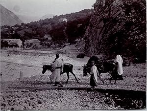 Monténégro, Kotor, transport de marchandises à dos d'ânes