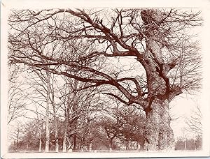 Nature, des arbres