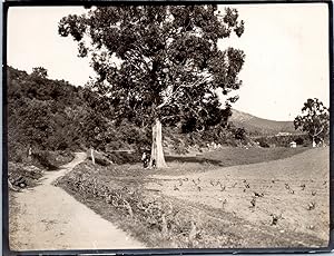 Nature, arbres, vignes, 1914