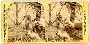 Stereo, un petit singe, chimpanzé en cage