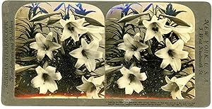 Stereo, Lilies in full bloom