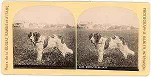 Stereo, Suisse, Savoie, Bernhardiner hunde, chiens St-Bernard