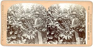 Stereo, Jamaica, coffee tree, showing berries