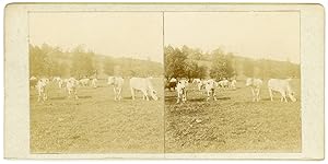 Stereo, les vaches au pré