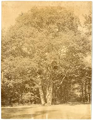 Nature, forêt, arbres