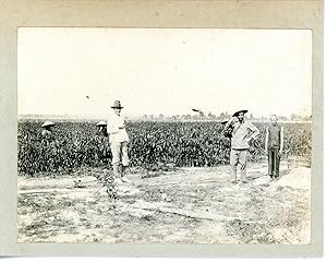 Cambodge, plantations Hévéas