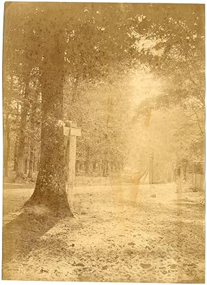 Etudes de nature, forêt, arbres