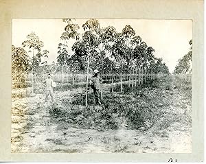 Cambodge, plantations Hévéas