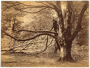 England, wind blown