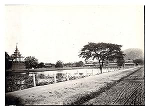 Birmanie, Mandalay, des lotus